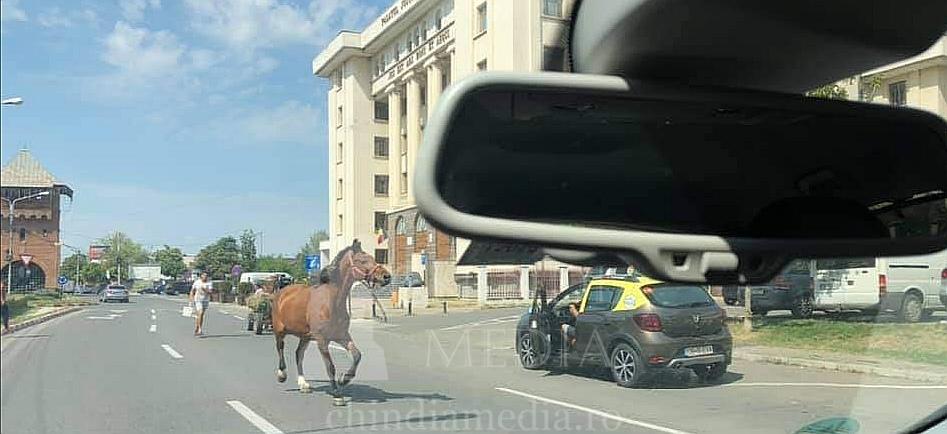 You are currently viewing OPINIA CITITORULUI: Un cal a blocat traficul în Târgoviște