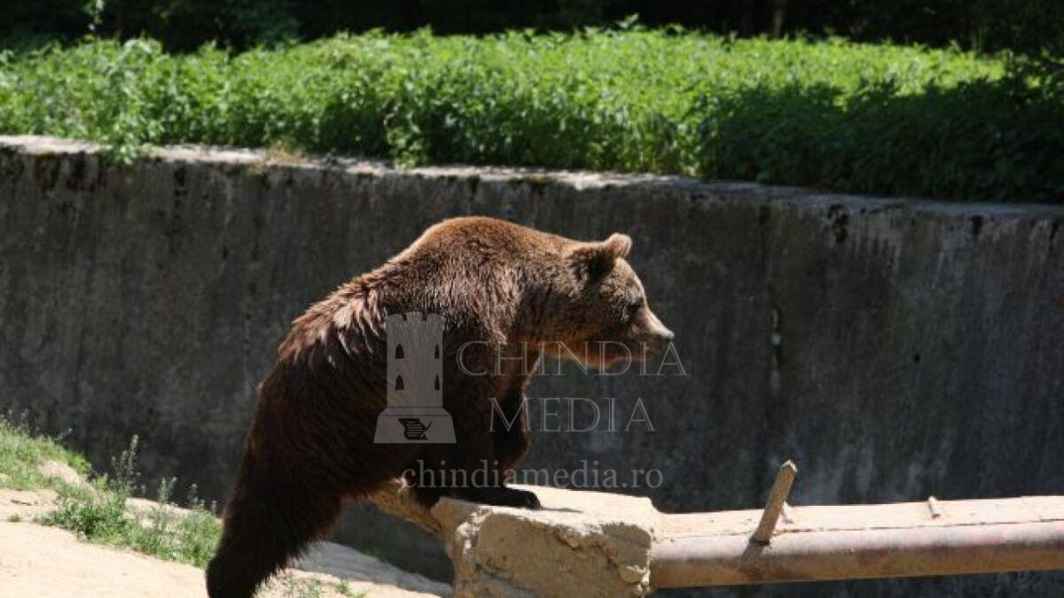 You are currently viewing ANUNT: Primăria Moreni avertizează localnicii asupra pericolului apariției urșilor în cartierele mărginașe ale municipiului