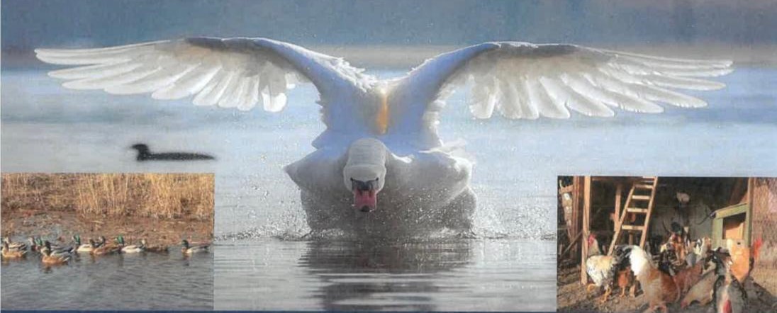 You are currently viewing PRIMĂRIA RĂZVAD: Masuri de preventie privind reducerea riscului de gripa aviara